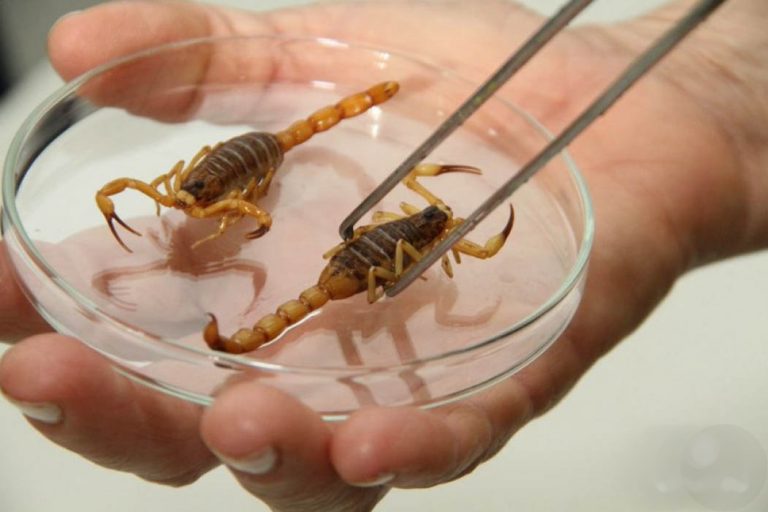 Super-El Niño pode levar à alta de ataques de animais peçonhentos