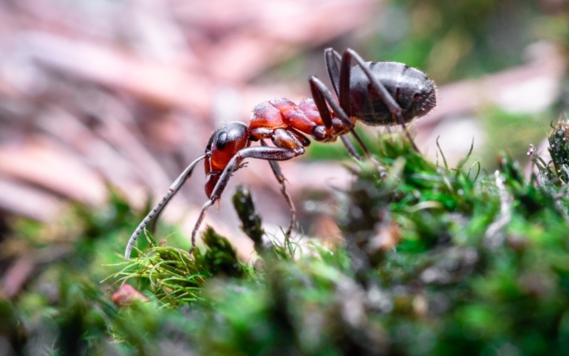 Formigas: fontes de contaminação de ambiente